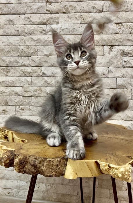 Хлопчик Мейн кун