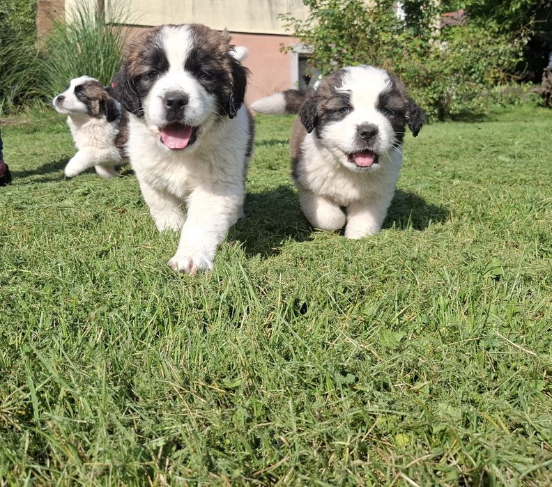 Szczenię Bernardyn suczka