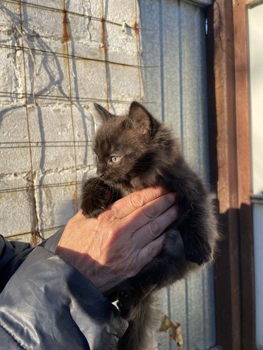 Отдам котят шоколадного оттенка)