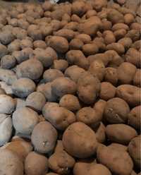 Ziemniaki paszowe/sadzeniaki