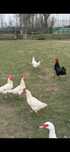 Ovos galados de raça leghorn