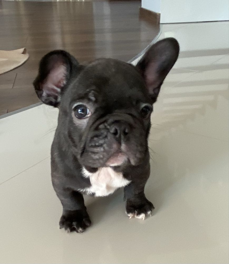 Buldog Francuski, piesek
