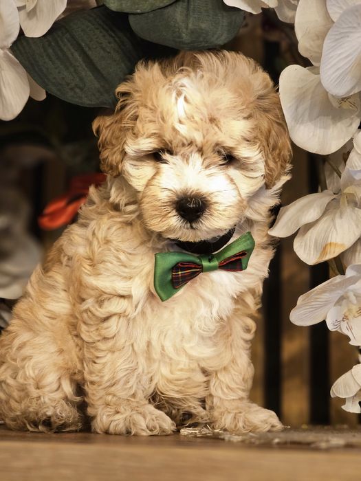 Maltipoo.Samiec. Do odbioru.