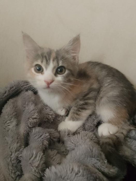 Кошенятко в добрі руки