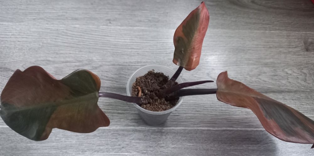 Филодендрон Блек кардинал варіаг