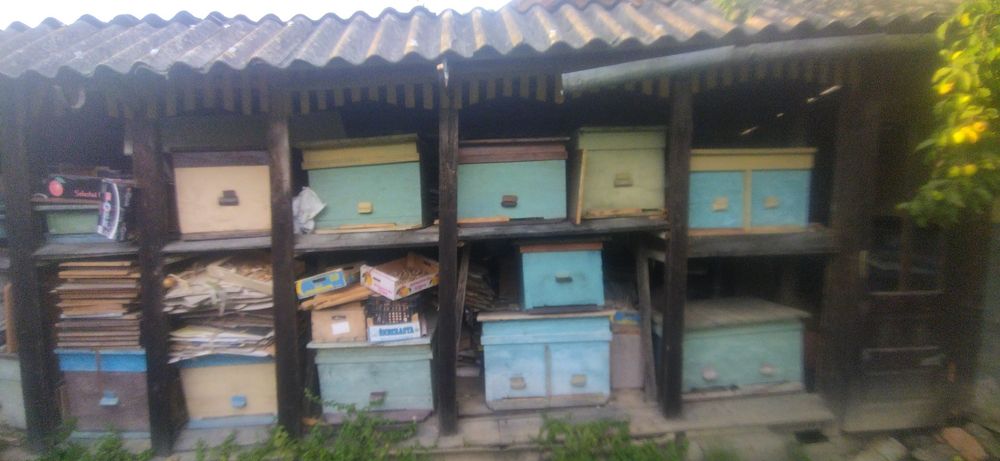 Вулик, пасіка продам
