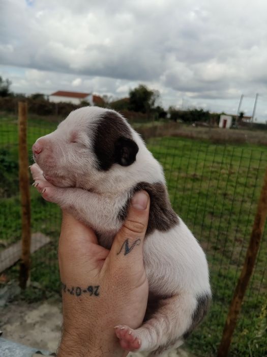 Lindos American Staffordshire Terrier