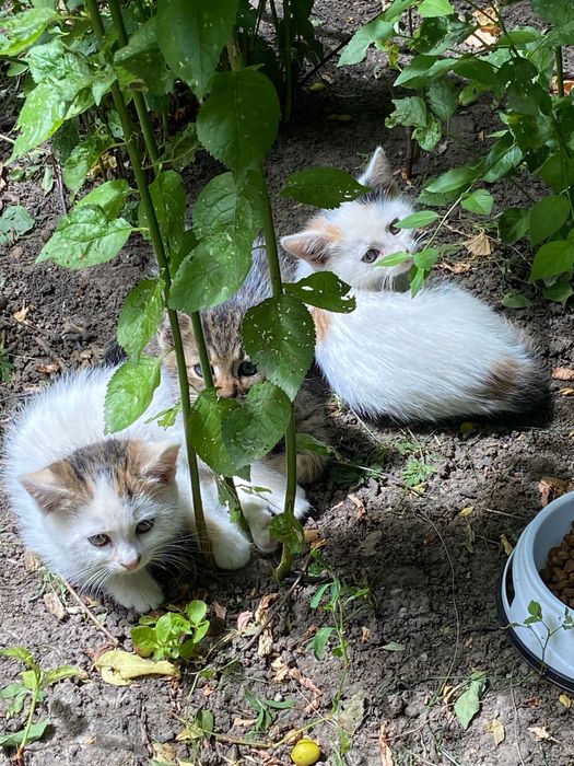 Котики у гарні руки
