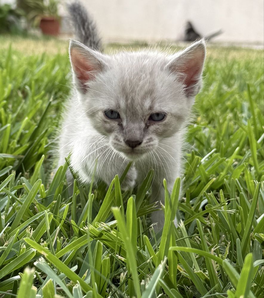 Gatinhos para adoção responsável