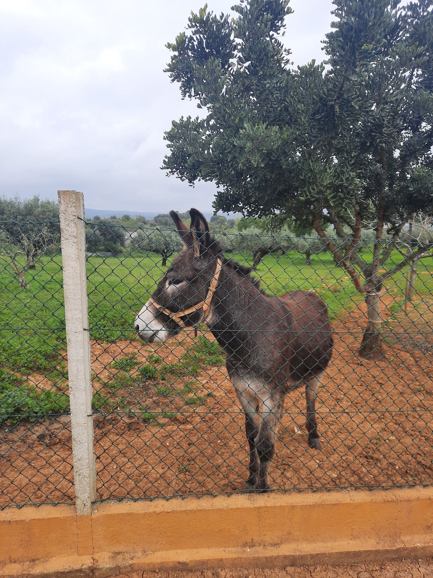 Burro com 2 anos