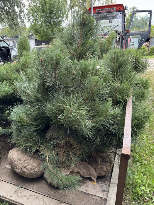 Sosna czarna formowana Pinus Nigra 110-180cm dowóz