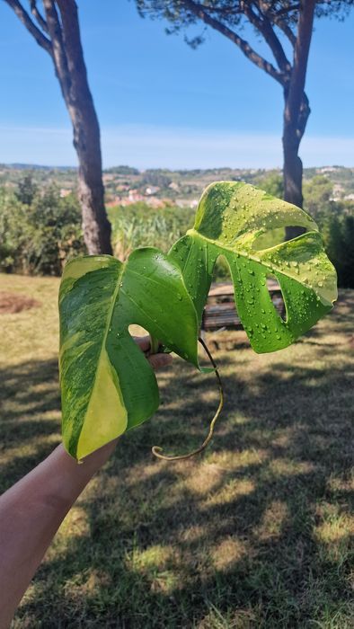 Monstera Aurea Marmorata‼️VENDIDO‼️