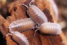 Porcellio baeticensis "violet", równonogi, prosionki, isopoda