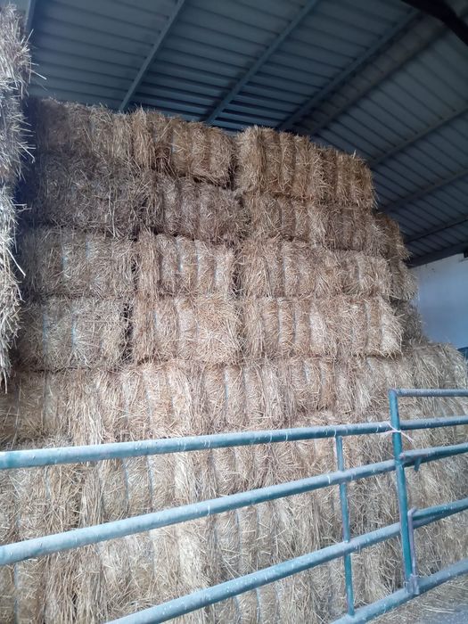 Fardos de palha.