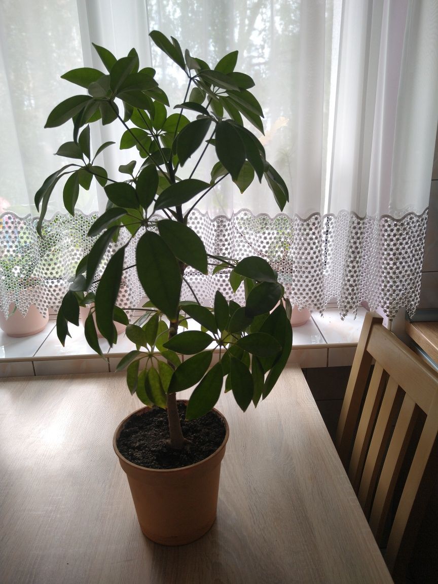 Szeflera zielona 74 cm z doniczką