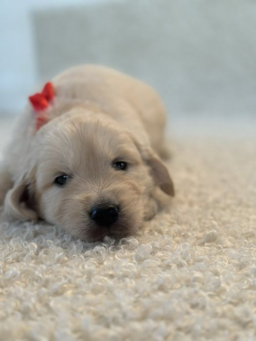 06.09 Золотисті Ретривери КСУ