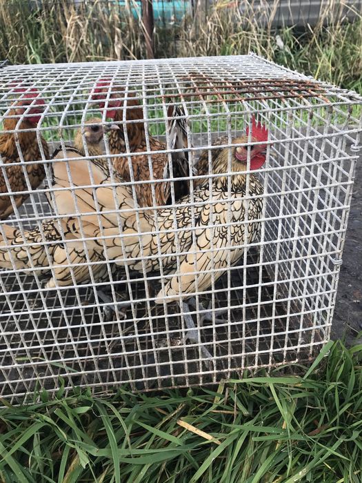 Ліліпути курочки пітушки