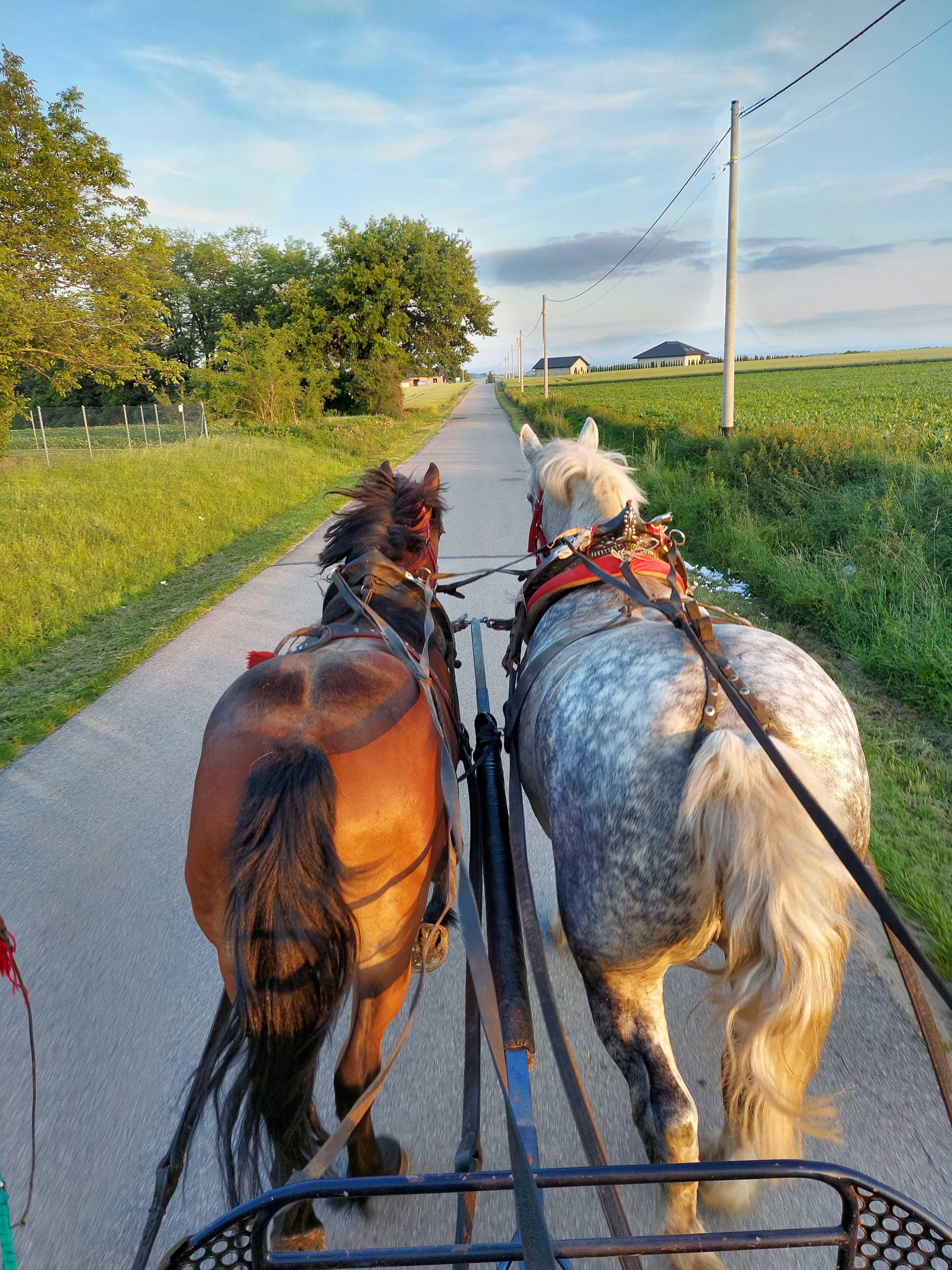 Sprzedam źrebice klaczkę 21 miesięcy