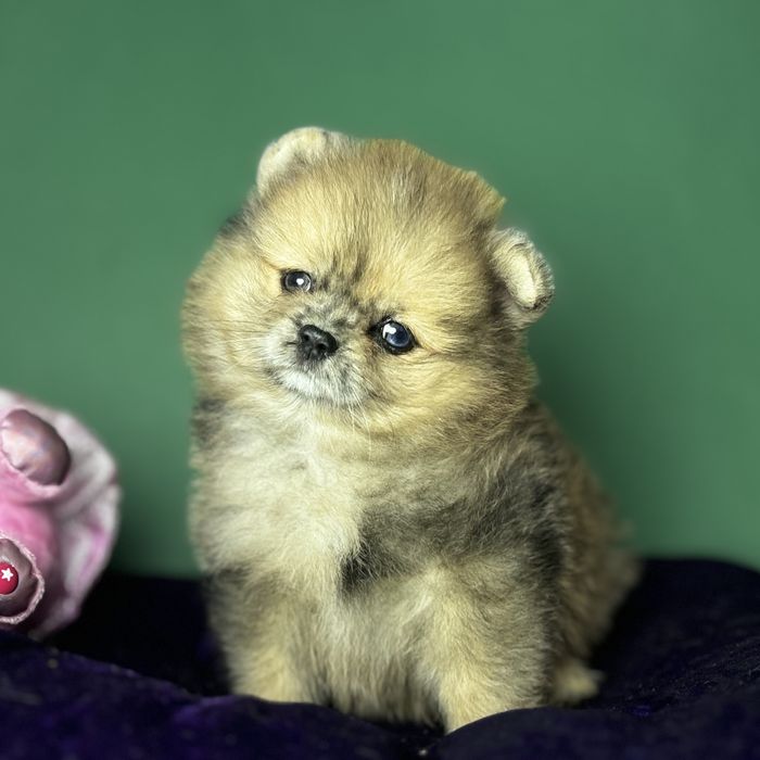 Дівчинка померанського шпіца