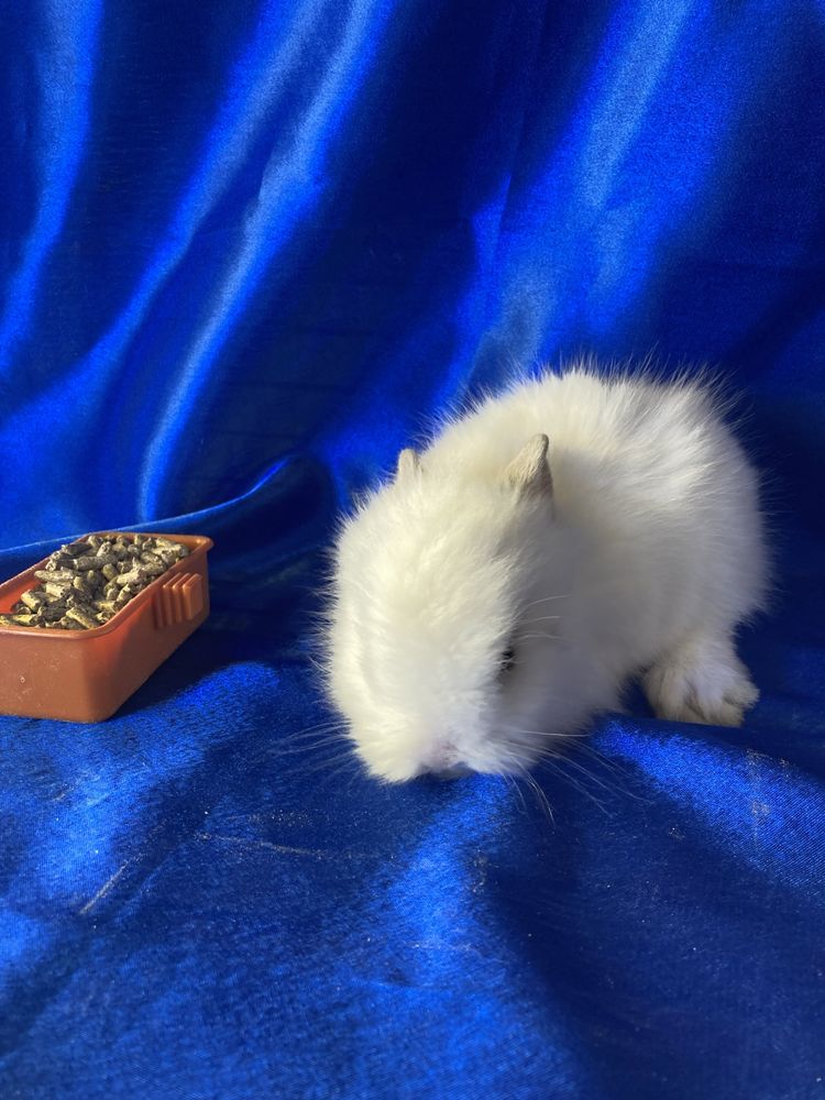 Біленький міні кролик хлопчик