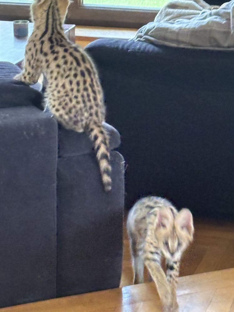 Kocurek Savannah F 1