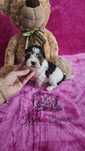 Yorkshire Terrier Biewer  sunia PASZPORT!!