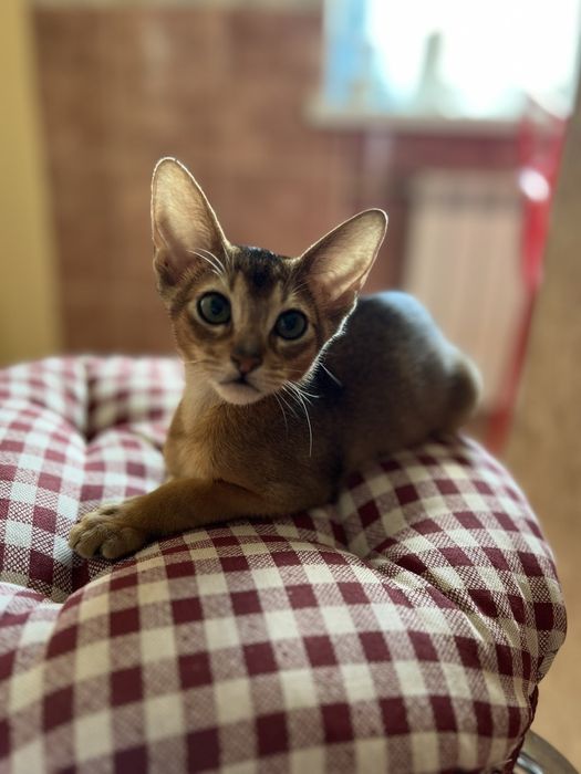 Котики абіссінські дикий , блакитний та сорель окрас