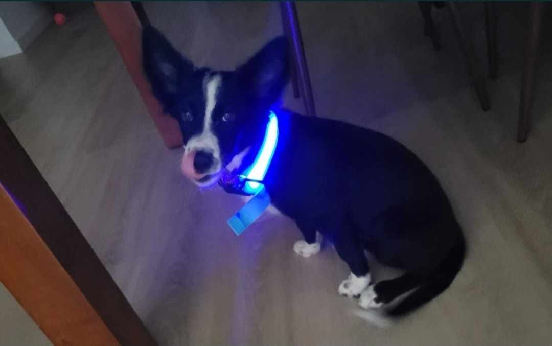 Trela/Coleira com luz LED para animais (PREVINE ACIDENTES/PERDAS)