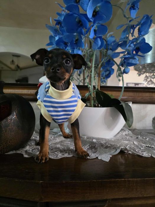 Pinczerek miniaturowy z rodowodem piesek