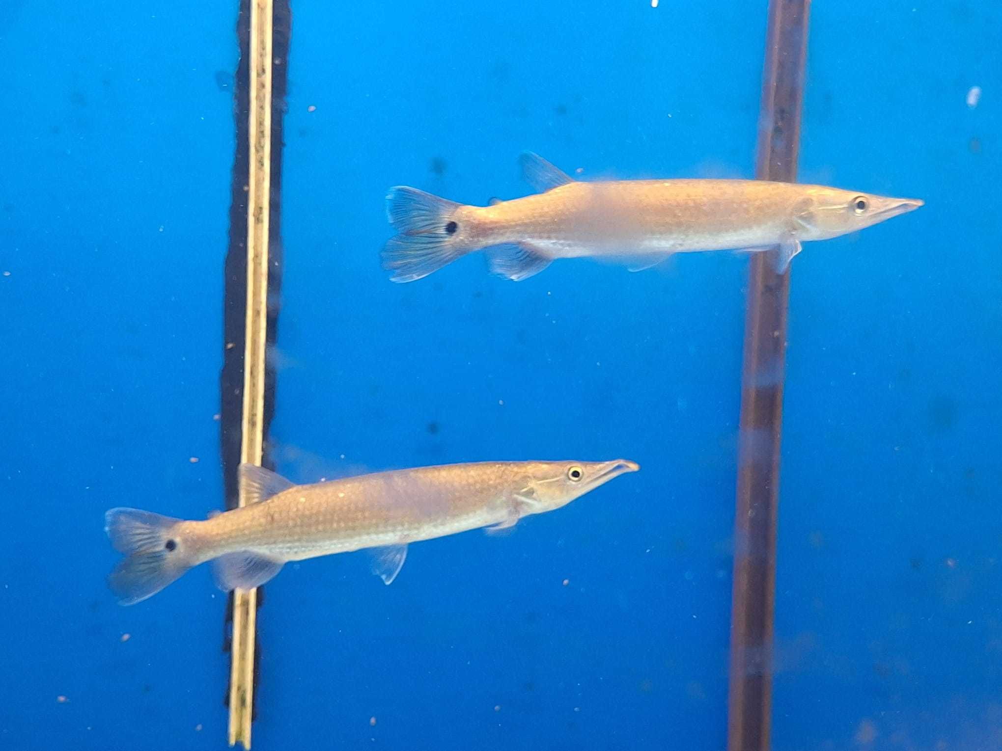Ctenolucius hujeta 15-17cm