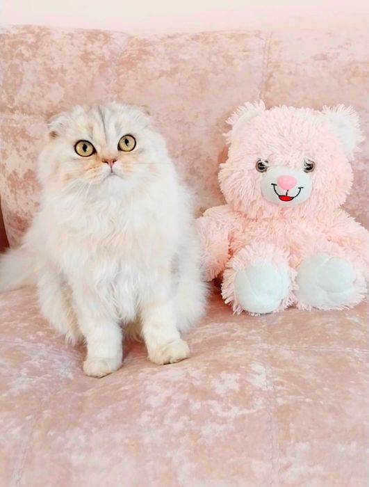 Чарівний хлопчик шотландець