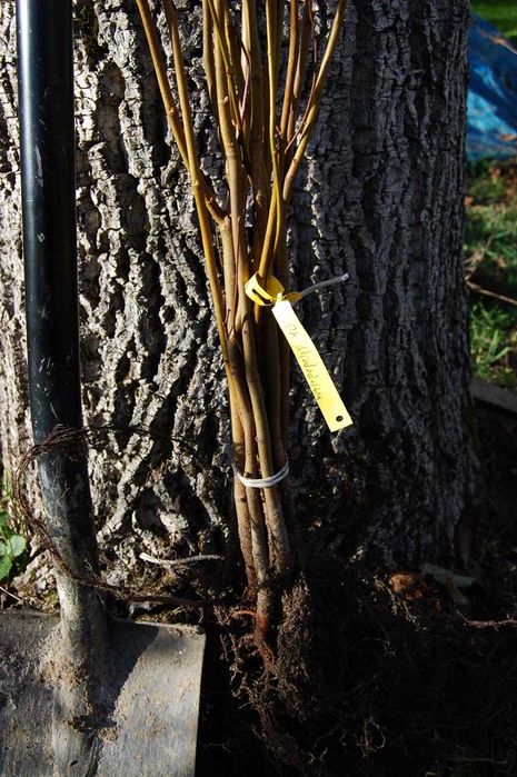 sadzonki Lipa miododajna drobnolistna akacja biała Rubinia