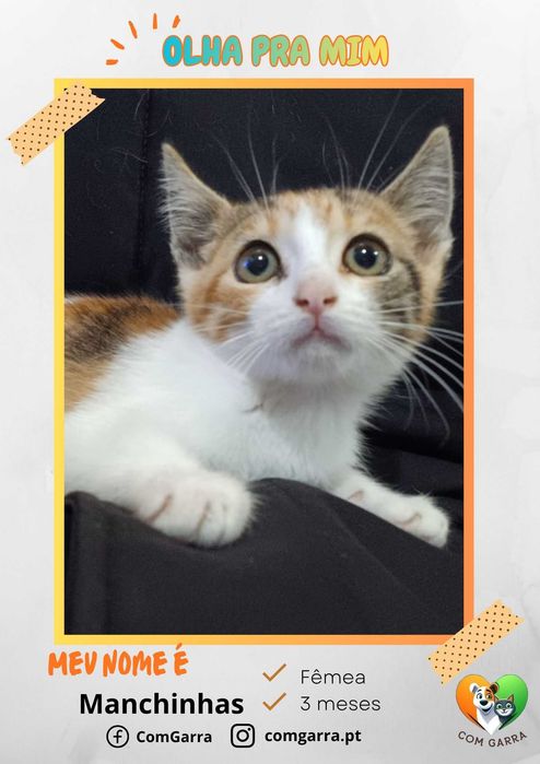 Gatinhos bebés à procura de um lar