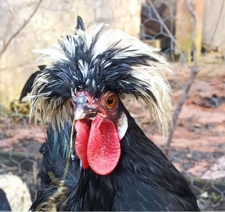 Czubatki 6 miesięcy kogutki ozdobne