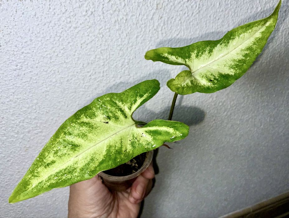 Сингониумы сортовые, распродажа