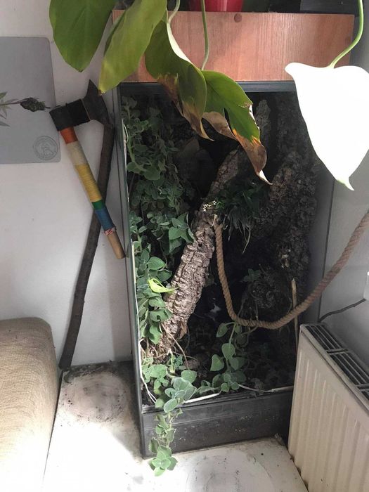 Terrarium dla kameleona (ENG: terrarium for chameleon)