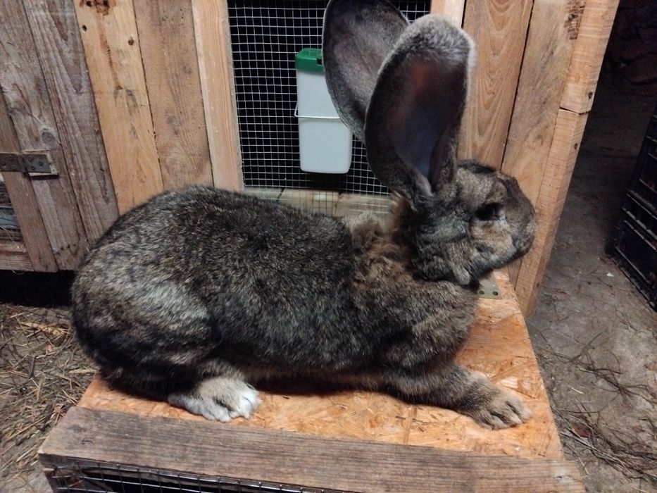 Sprzedam samice olbrzyma  belgiskiego