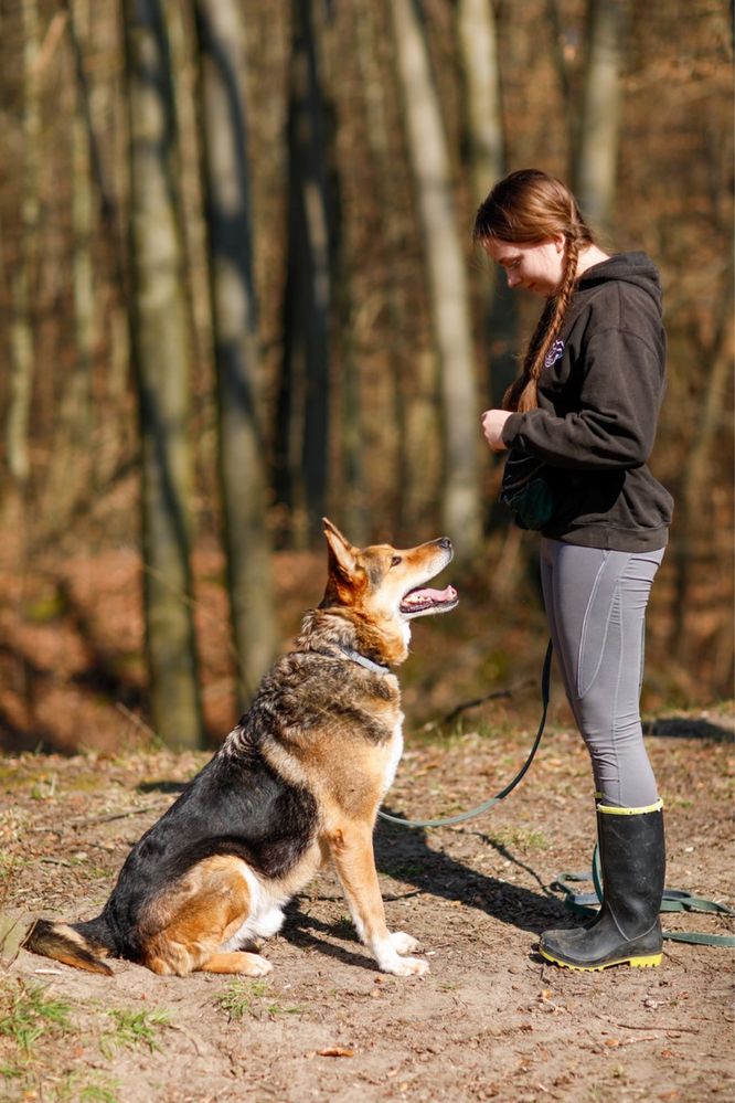 SAFAR - bardzo dostojny, mądry, łagodny i spokojny pies