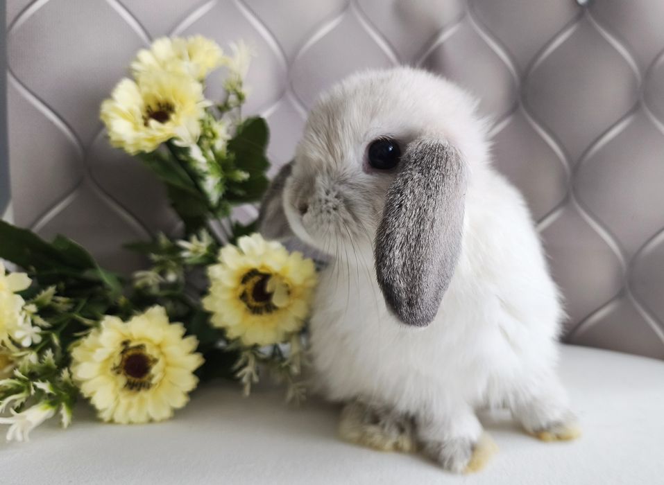 Mini Lopki domowe oswojone króliczki