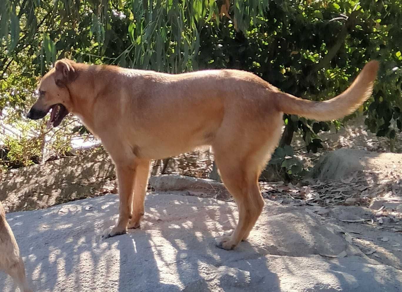 O grande MAX está para adoção!