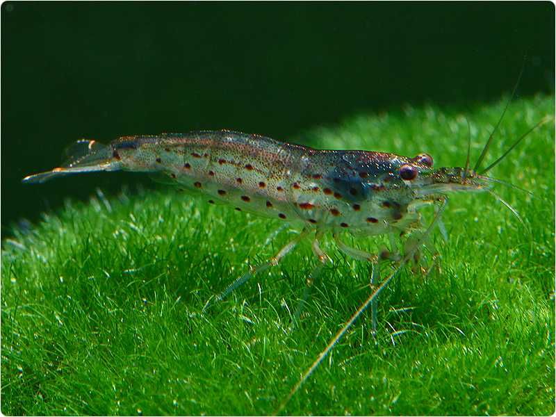 Krewetka Amano - Caridina multidentata - zjada glony - DOWÓZ, WYSYŁKA