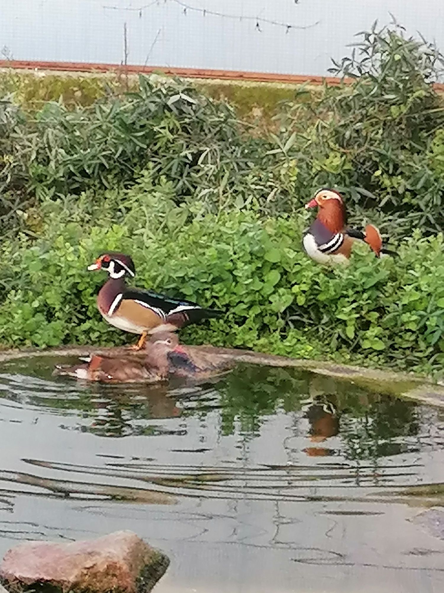 Lindos Patos Mandarim e Carolino