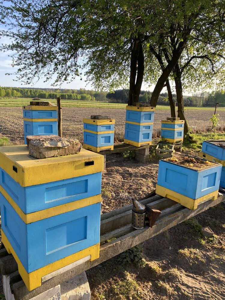 Sprzedam rodziny pszczele na ramce wielkopolskiej zdrowe  zadbane