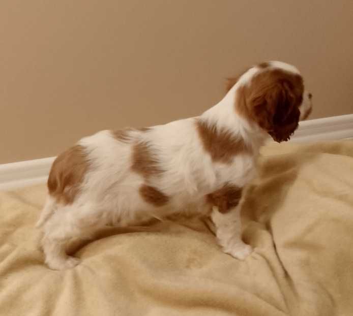 Cavalier King Charles Spaniel chłopiec