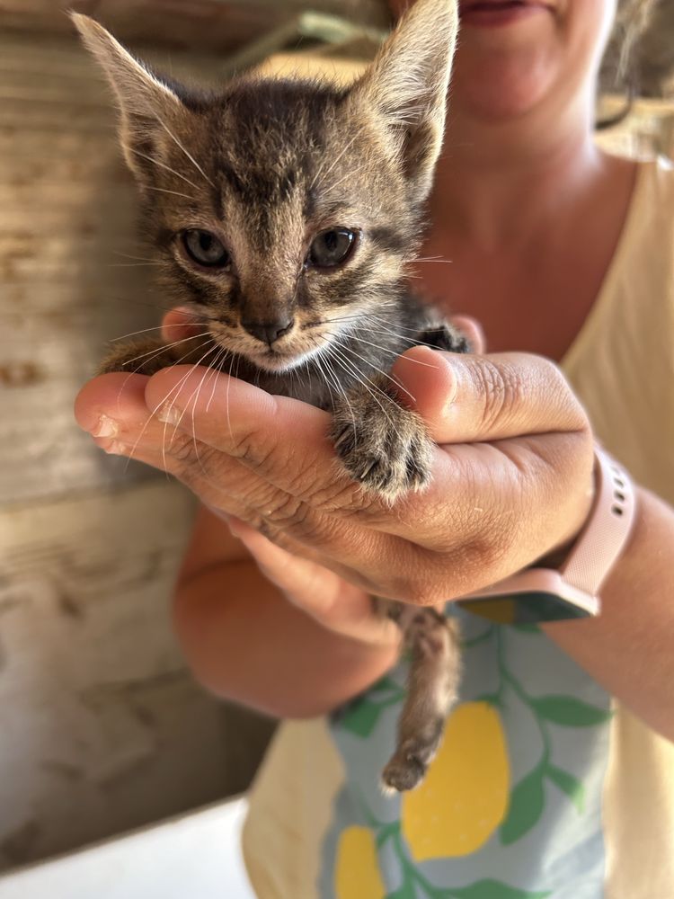 gatinhos para adoçao