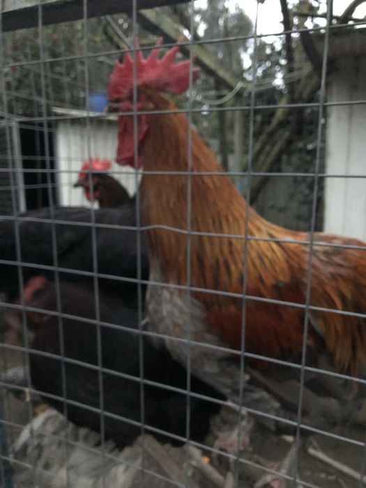 Ovos castanhos de raça maran