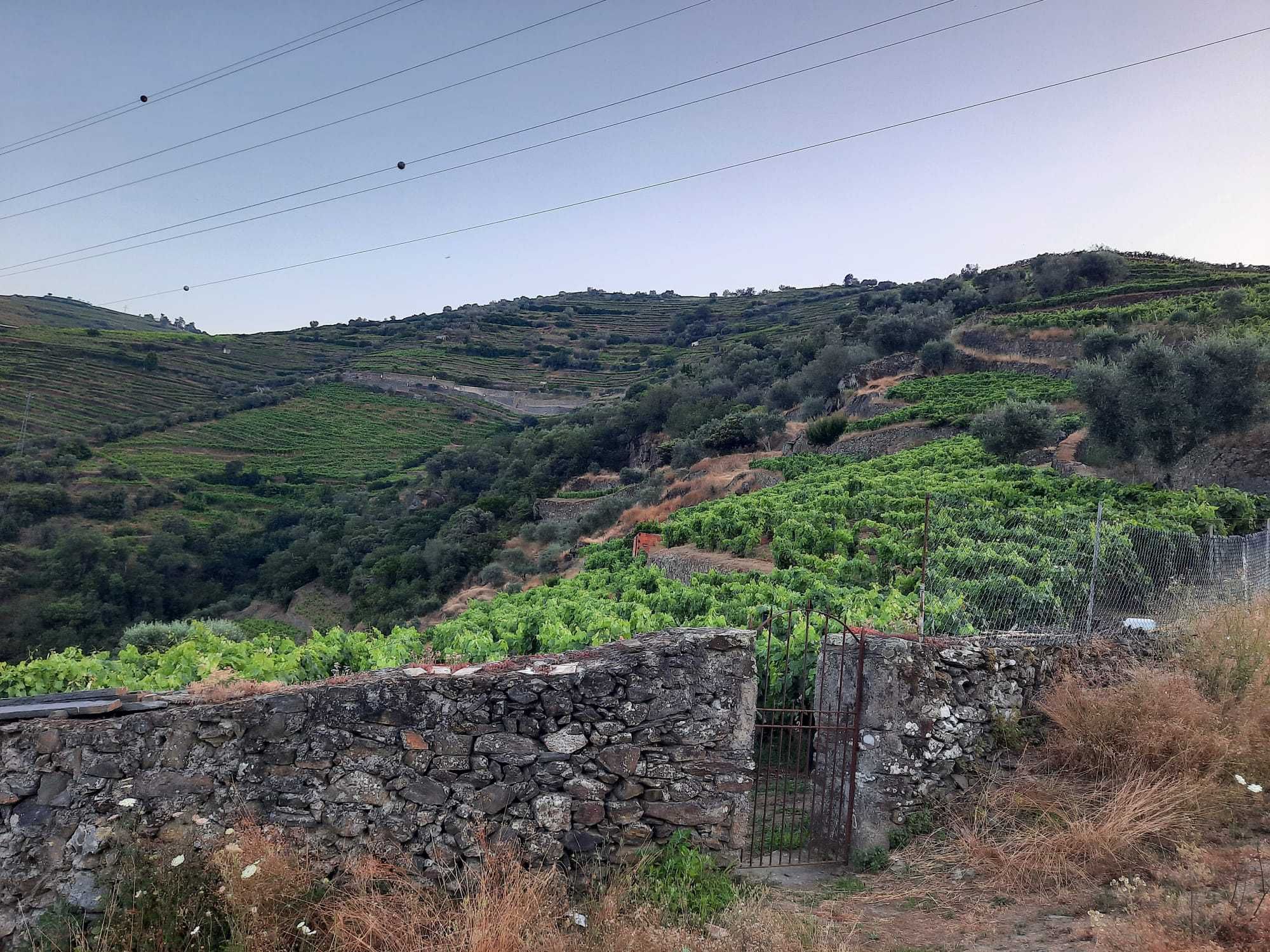 Vinha no Douro (Santa Marta de Penaguião)