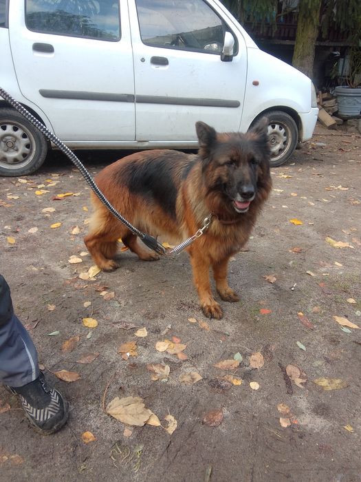 Owczarek niemiecki długowłosy