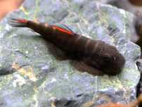 Cudaczek Bloody Mary Gastromyzon sp Bloody Mary