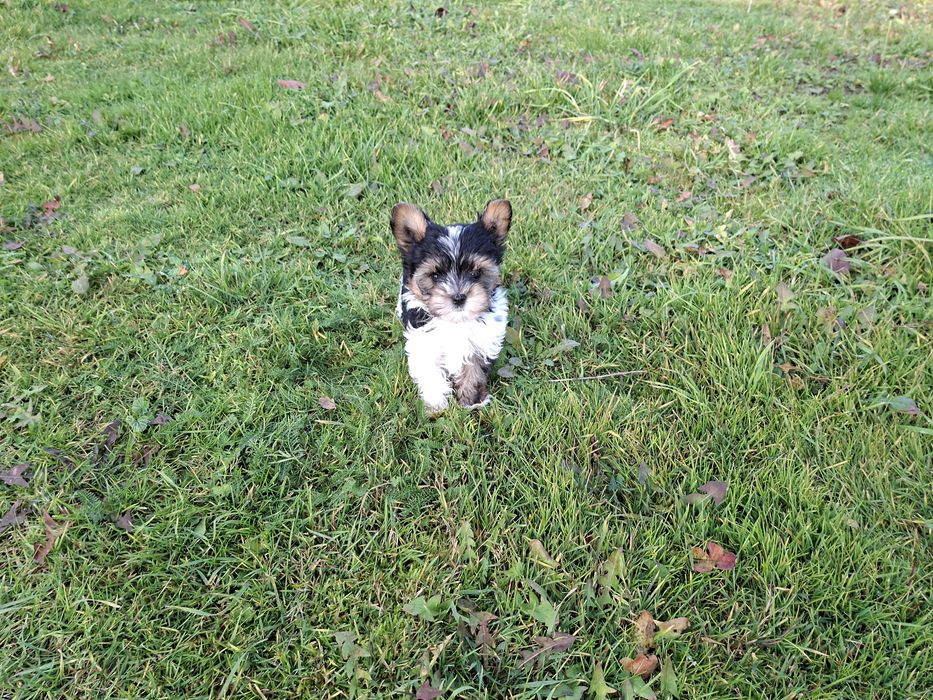 York śliczny piesek